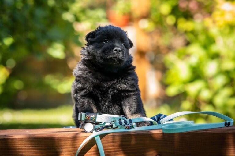 szczeniaczek i komplet MAKA DOGS