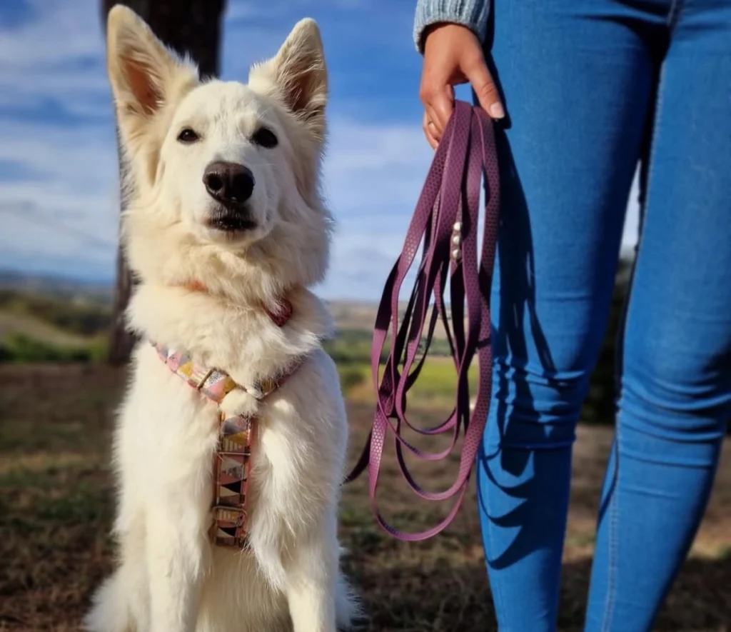 Szelki czy obroża ? co wybrać dla swojego psa? Poradnik dla opiekunów 1 owczarek szwajcarski w obroży purple MAKA DOGS