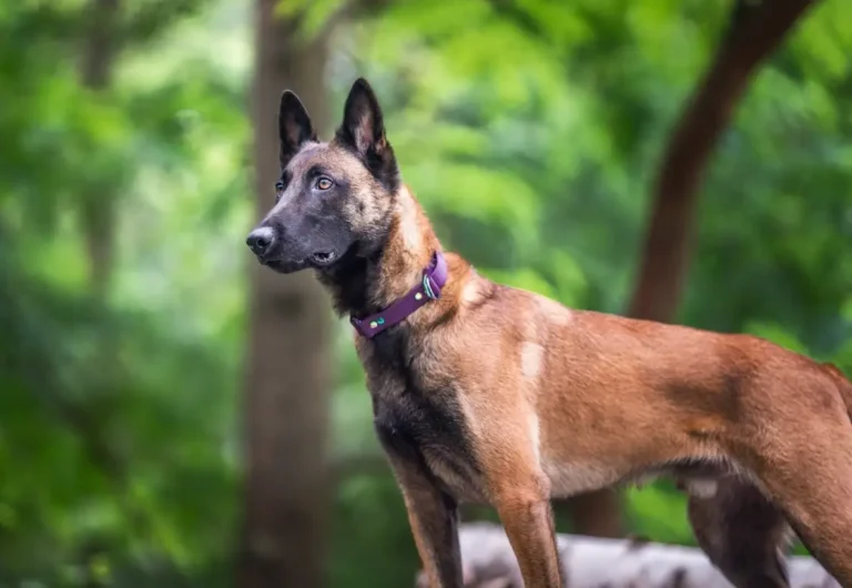 Jaką obrożę wybrać dla psa, który ciągnie? 9 owczarek malinois w obroży purple MAKA DOGS