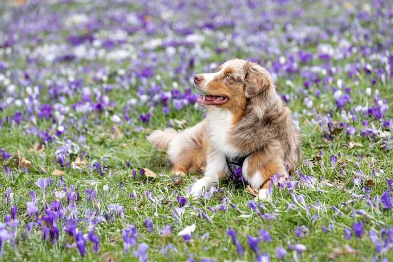 Szelki bezuciskowe czy guard ? które wybrać dla swojego psa? 1 dog 9478487 1280