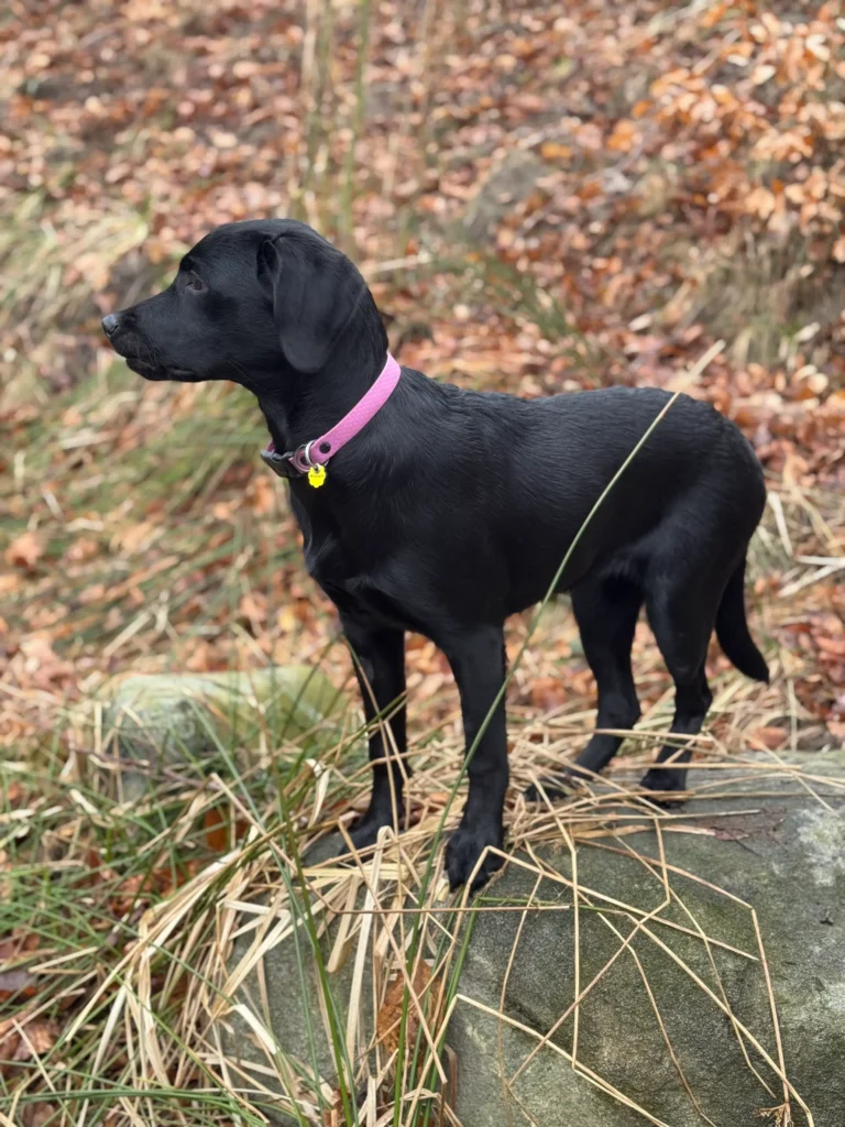 Jak dobrać szelki do potrzeb Labradora Retrievera? 11 Labrador w obroży MAKA DOGS