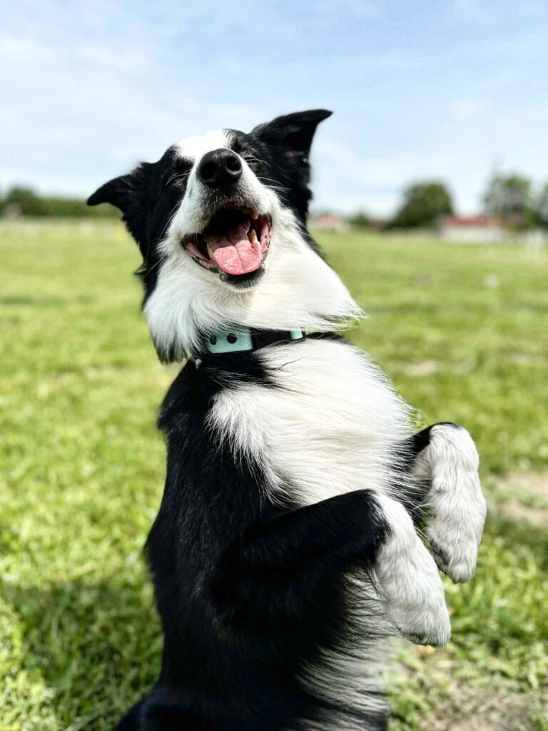border collie w wodoodpornej obroży pastel blue