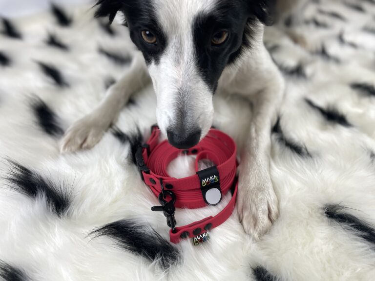 pies border collie z czerwoną smyczą między łapkami