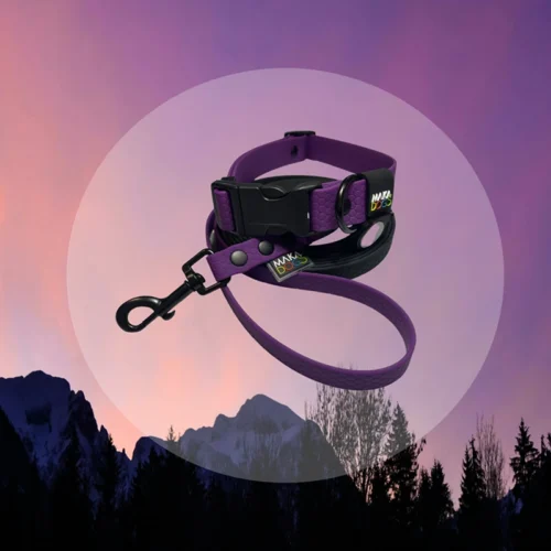 a purple leash and collar with black elements Kompletny zestaw Twilight