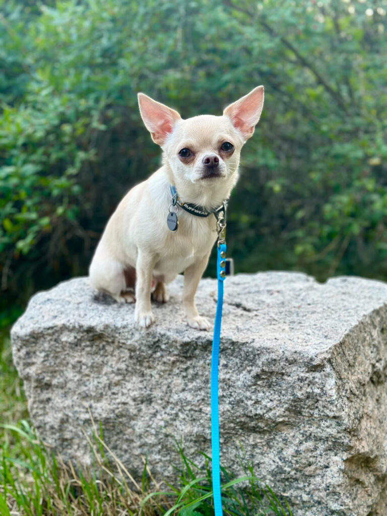 Chihuahua w lince MAKA DOGS