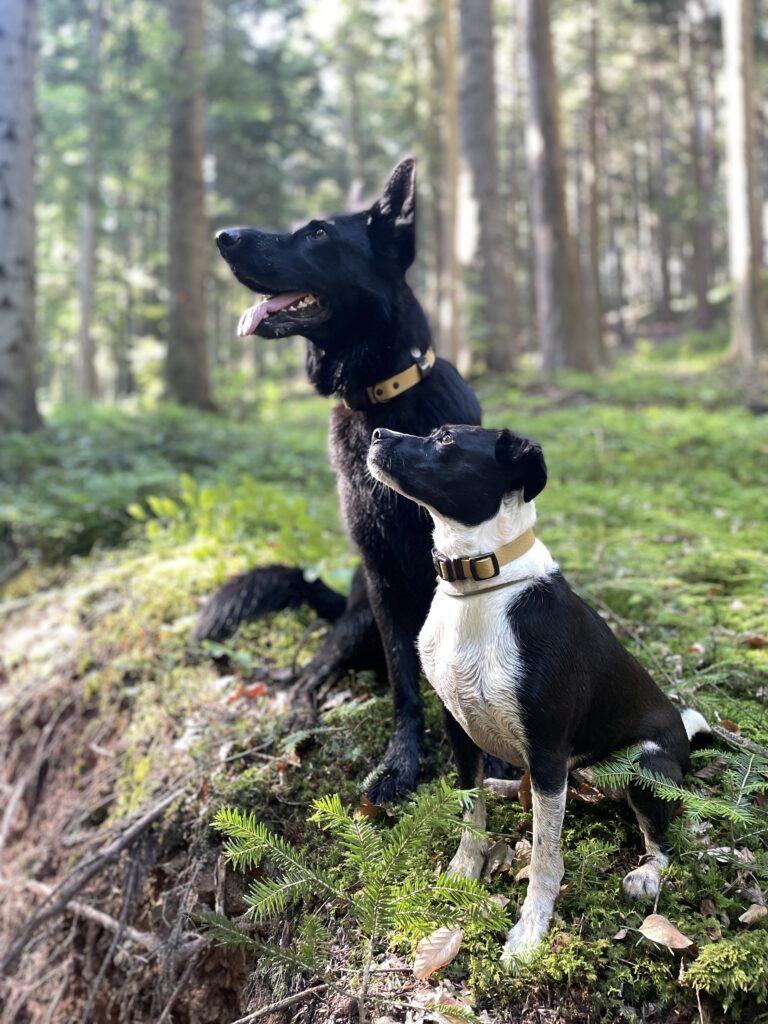 Jakie szelki dla owczarka niemieckiego? 13 owczarek niemiecki i mały piesek w obroży złotej MAKA DOGS