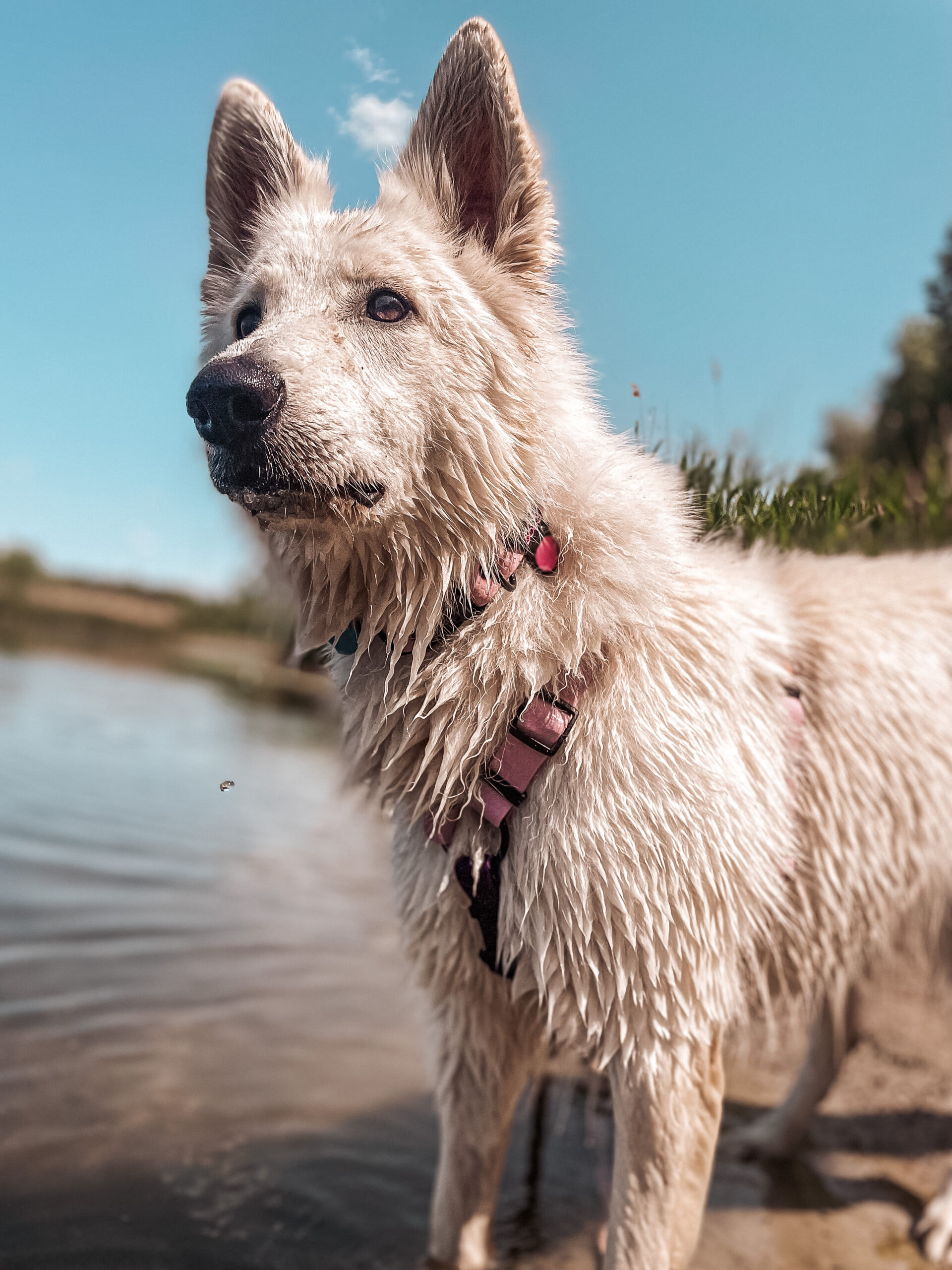 Jak założyć psu szelki? 1 szelki MAKA dogs wodoodporne owczarek szwajcarski