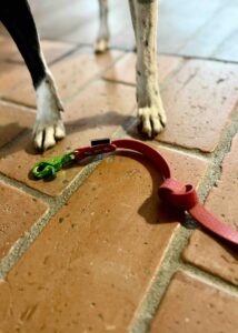 smycz hexaline MAKA dogs i stomach przy niej piesek