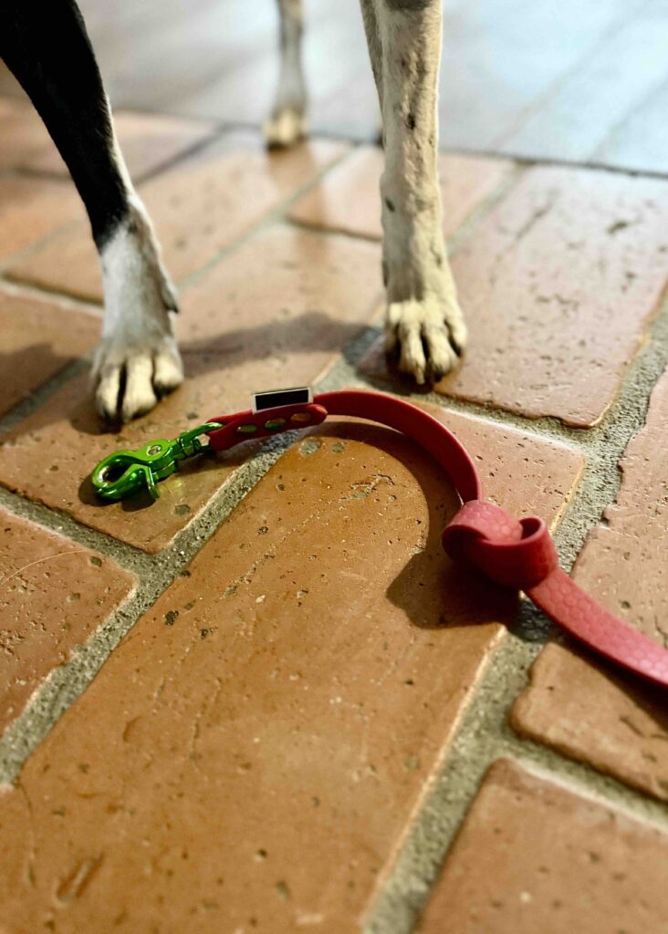 Mycie to życie - jak dbać o MAKA sprzęt? 2 smycz hexaline MAKA dogs i stomach przy niej piesek